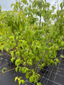 Japanse grootbloemige kornoelje 'Wit' - Cornus kousa var. chinensis