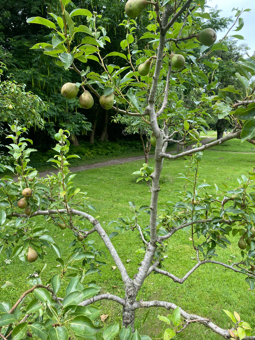 Perenboom - Pyrus communis 'Williams'