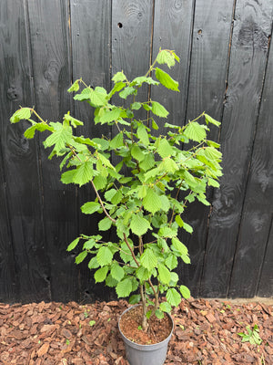 80-100 cm, C7.5