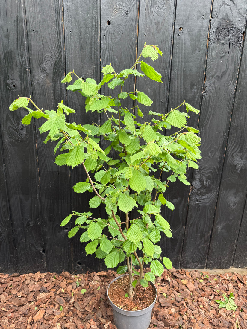 Gewone Hazelaar (Inheems) - Corylus avellana