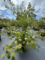 Meerstammige Reuzenkornoelje - Cornus Controversa
