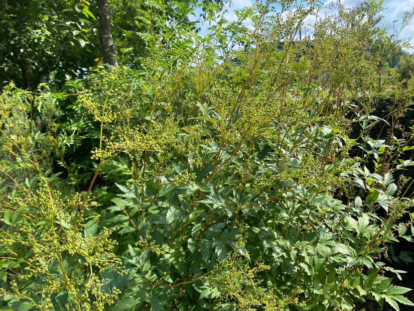 Moerassperia - Filipendula ulmaria