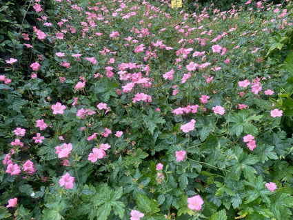 Ooievaarsbek - Geranium endressii 'Wargrave Pink'