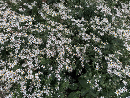 Sneeuwster aster (Hoogte 60 cm) - Aster Divaricatus