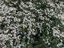Sneeuwster aster (Hoogte 60 cm) - Aster Divaricatus