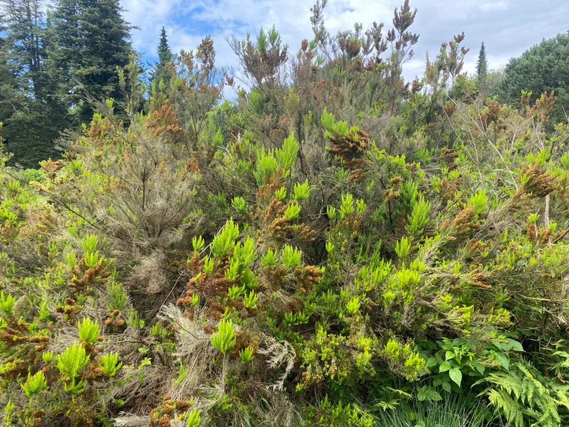 Boomheide - Erica arborea 'Alpina'