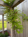 Houten pergola met wisteria en pergoladak van kastanjehout