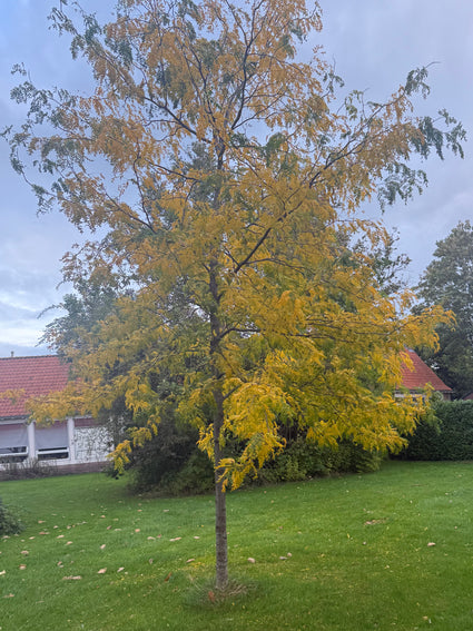 Gele valse Christusdoorn - Gleditsia triacanthos 'Sunburst' hoogstam
