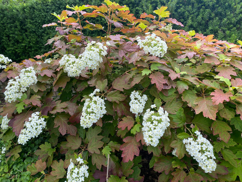 Eikenbladhortensia - Hydrangea quercifolia 'Snowflake'