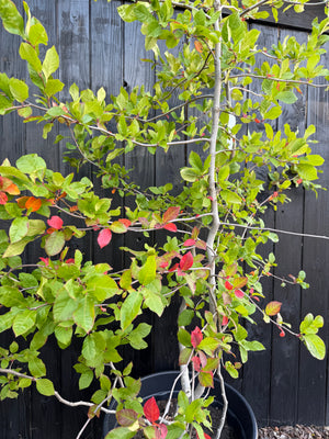 Solitaire C130 pot - 278 cm - Jenne