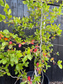 Zwarte tupeloboom - Nyssa Sylvatica