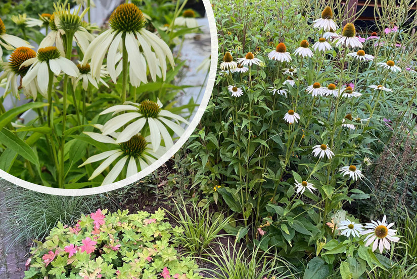 Witte Zonnehoed - Echinacea purpurea 'Alba'