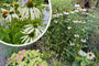 Witte Zonnehoed - Echinacea purpurea 'Alba'