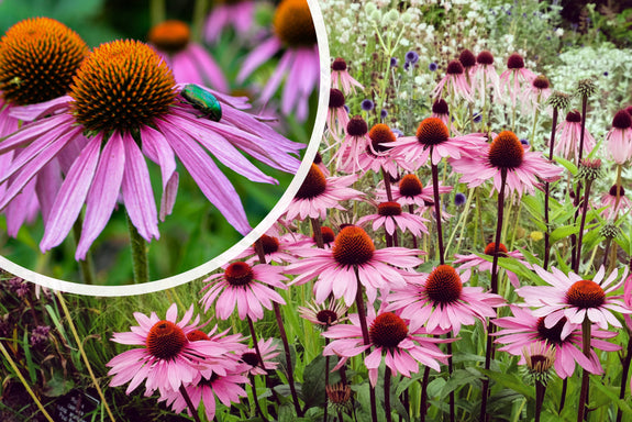 Rode Zonnehoed (Lage soort, 70 cm) - Echinacea purpurea 'Leuchtstern'