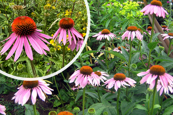 Rode Zonnehoed - Echinacea purpurea 'Magnus'