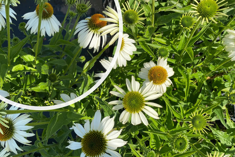 Zonnehoed - Echinacea purpurea 'White Swan'