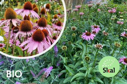 Biologisch Rode Zonnehoed - Echinacea purpurea