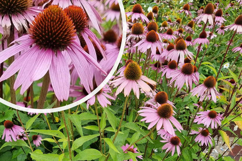 Rode Zonnehoed - Echinacea purpurea