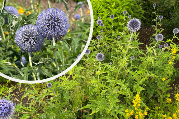 Kogeldistel (Hoogte 150 cm) - Echinops bannaticus 'Blue Globe'