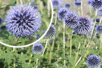 Kogeldistel - Echinops bannaticus 'Taplow Blue'