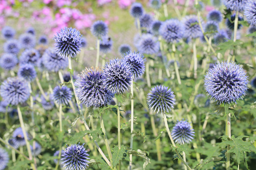 Kogeldistel - Echinops bannaticus 'Taplow Blue'