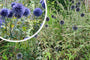 Kogeldistel - Echinops ritro 'Veitch's Blue'