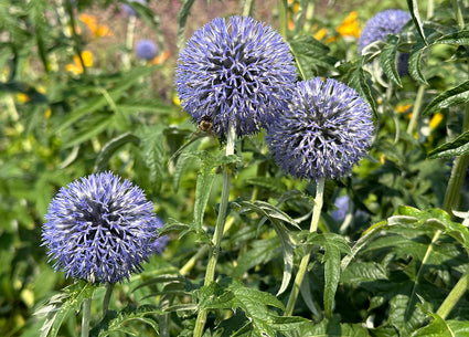 Biologisch Kogeldistel - Echinops ritro 'Veitch's Blue'