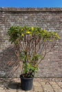 Edgeworthia grandflora 140-160 cm in c45 pot - foto in de zomer