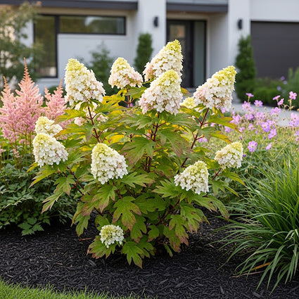 Eikenbladhortensia - Hydrangea quercifolia 'Munchkin'