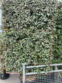 Kant en klare haag Wintergroene Olijfwilg - Elaeagnus ebbingei Compacta 180 x 120 cm