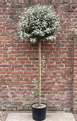 Olijfwilg op hoge stam XL