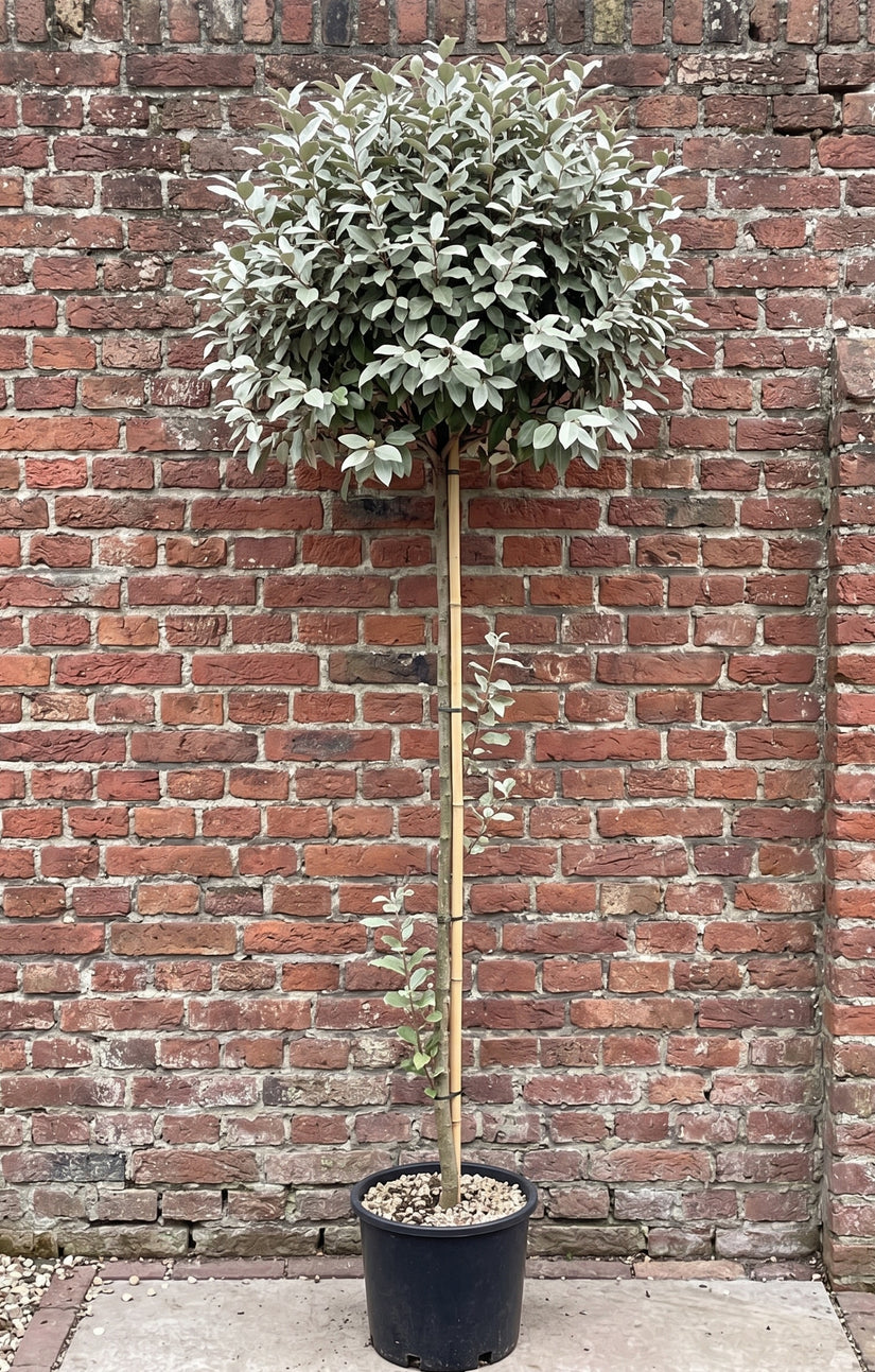 Olijfwilg (Hoogstam) - Elaeagnus Ebbingei 'Compacta'