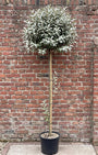 Olijfwilg (Hoogstam) - Elaeagnus Ebbingei 'Compacta'