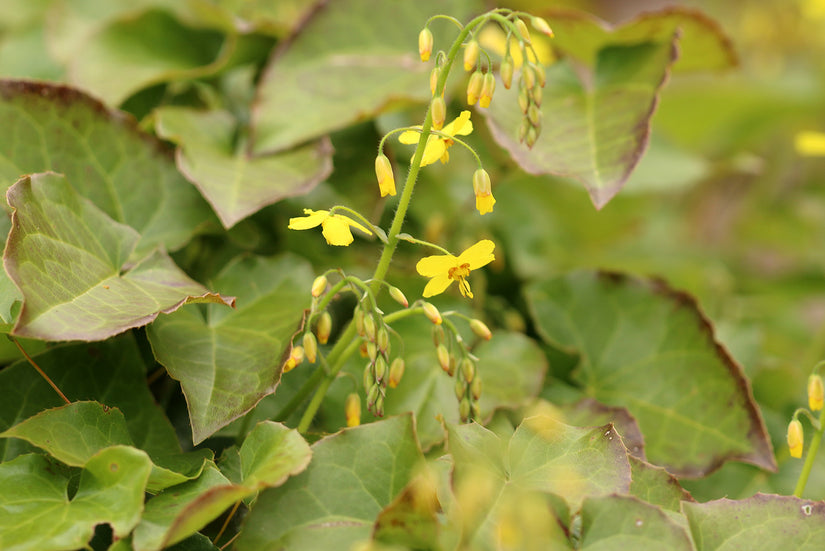 Elfenbloem - Epimedium pinnatum subsp. colchicum