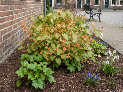 Elfenbloem - Epimedium pubigerum 'Orangekönigin'