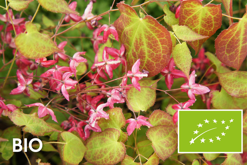 Biologisch Elfenbloem (Groen/rood) - Epimedium rubrum