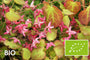 Biologisch Elfenbloem (Groen/rood) - Epimedium rubrum