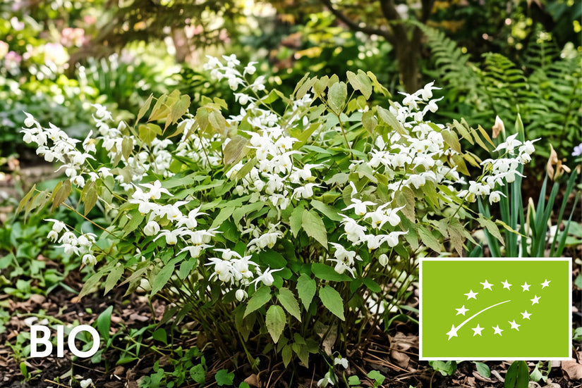 Biologisch Elfenbloem - Epimedium x youngianum 'Niveum'