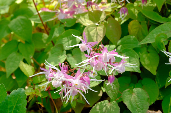 Elfenbloem (Roze) - Epimedium x youngianum 'Roseum'