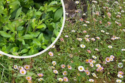 Muurfijnstraal - Erigeron karvinskianus
