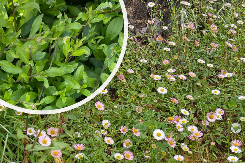 Muurfijnstraal - Erigeron karvinskianus