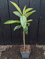 Biologische Japanse mispel (Loquat) - Eriobotrya japonica