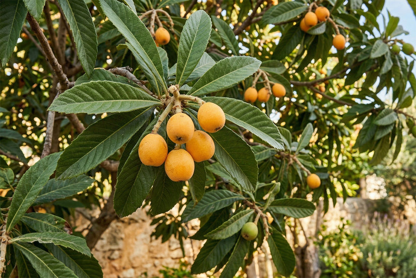 Biologische Japanse mispel (Loquat) - Eriobotrya japonica