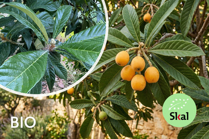 Biologische Japanse mispel (Loquat) - Eriobotrya japonica