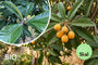 Biologische Japanse mispel (Loquat) - Eriobotrya japonica