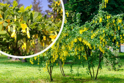 Erwtenstruik - Caragana arborescens 'Walker'