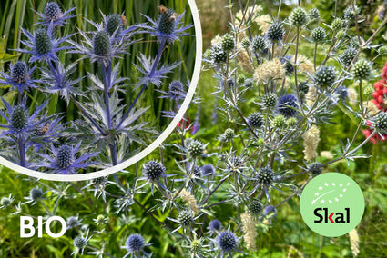 Biologisch Kruisdistel - Eryngium planum