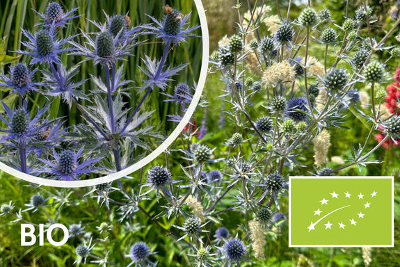 Biologisch Kruisdistel - Eryngium planum