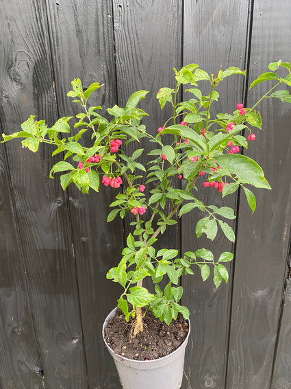 Euonymus europaeus in c4 pot voorbeeld wat u koopt