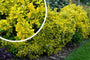 Japanse kardinaalsmuts - Euonymus fortunei 'Emerald 'n Gold'